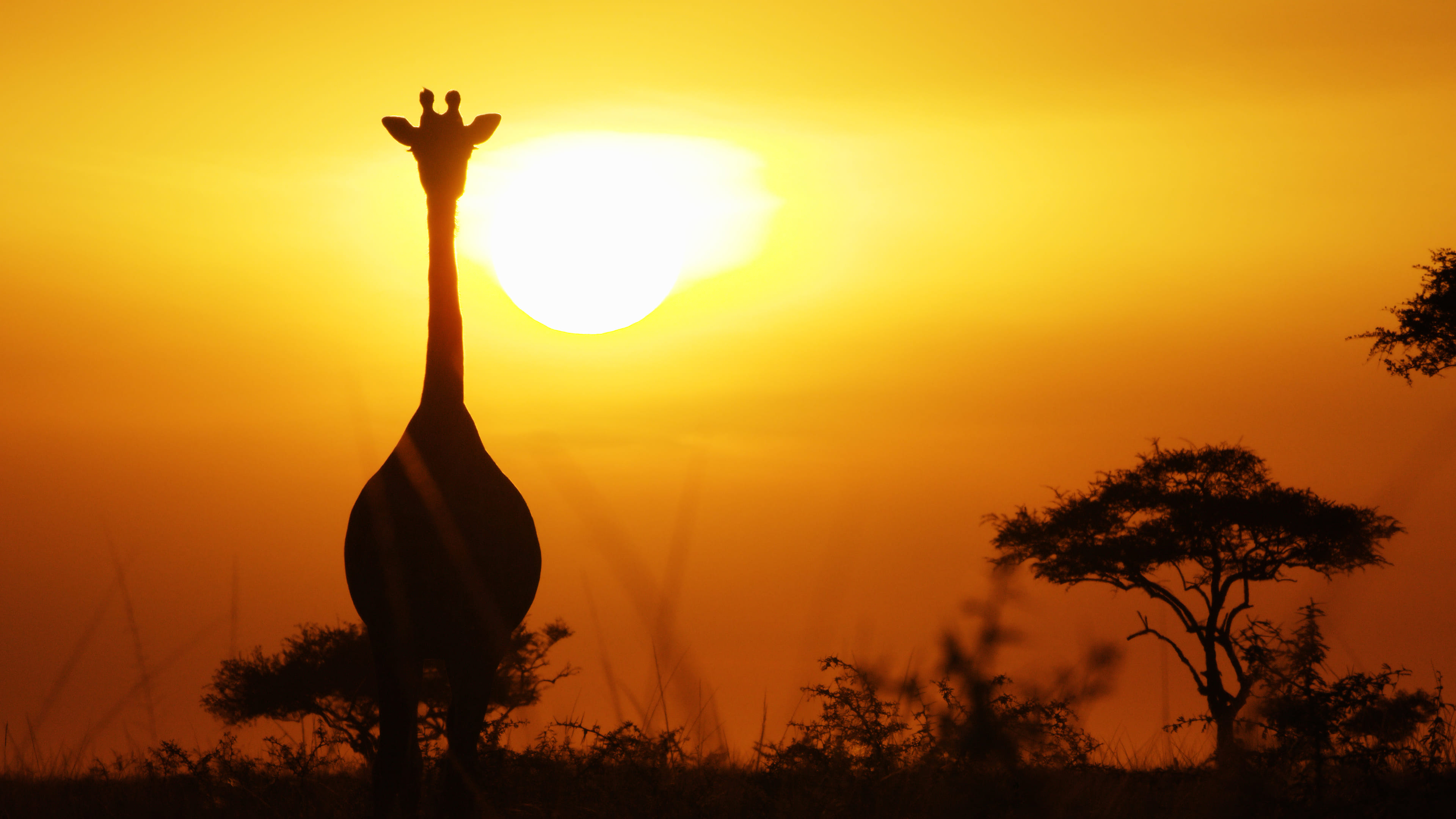 Serengeti II